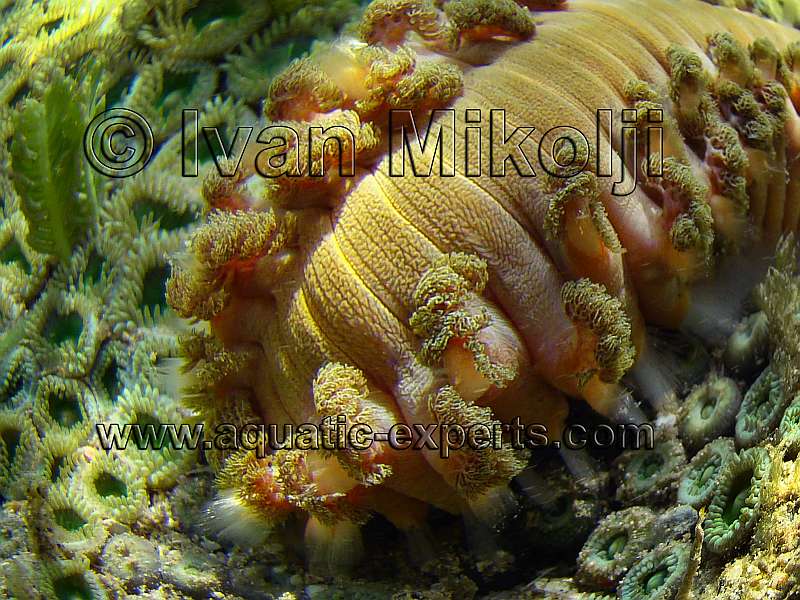 sea worms
